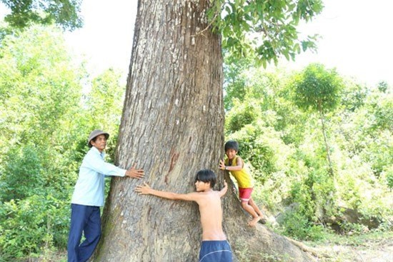 cây cổ thụ, gỗ quý