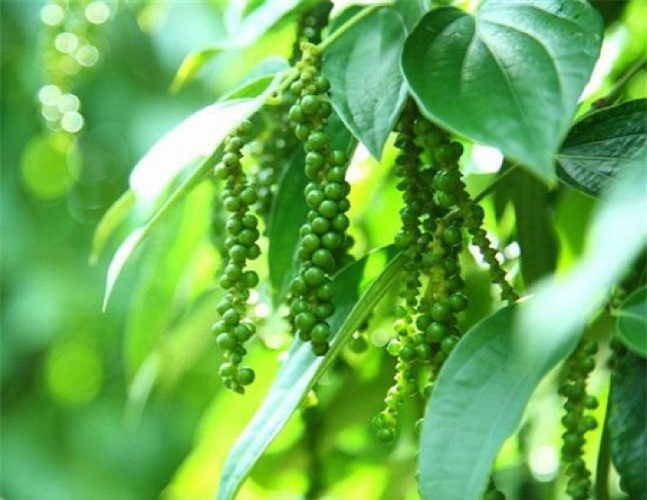 thương lái Trung Quốc, thu mua, hồ tiêu, thương lái