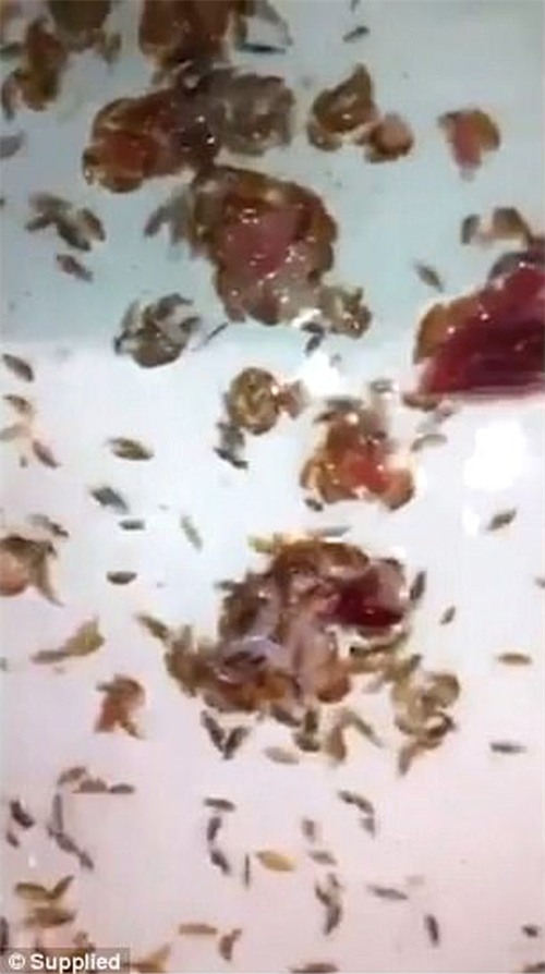 Không phải cá piranha, sinh vật biển bí ẩn ăn thịt người đang khiến nhiều người sợ hãi - Ảnh 2.