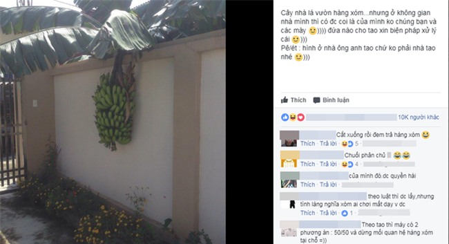 Cây nhà người ta nhưng quả ở nhà mình: Tình cảnh nhức nhối khiến bao người khổ tâm mùa hè này - Ảnh 1.