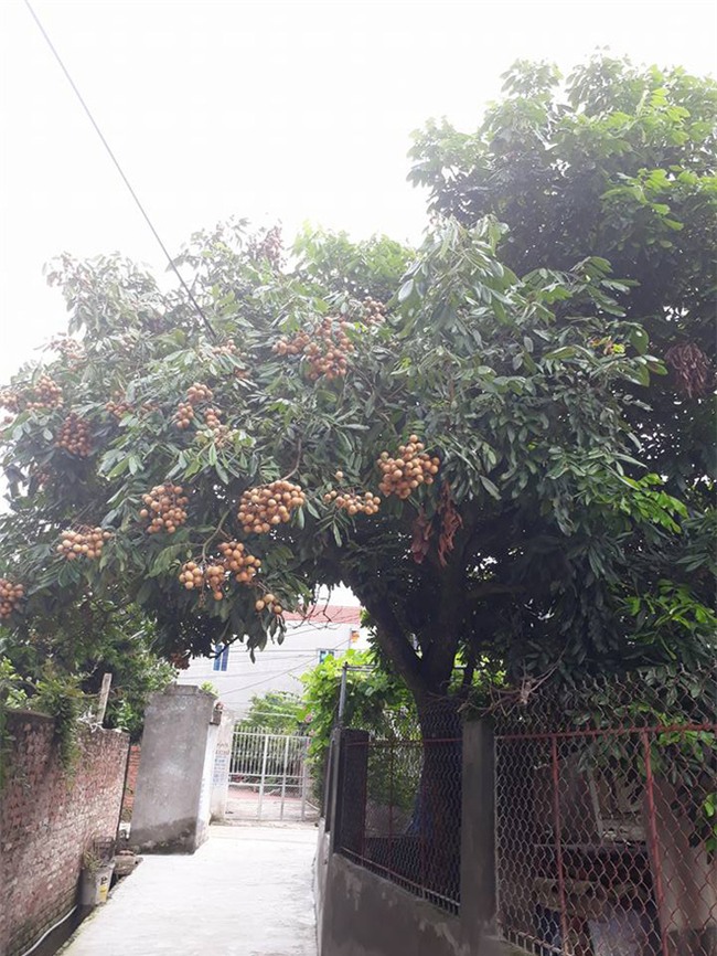Cây nhà người ta nhưng quả ở nhà mình: Tình cảnh nhức nhối khiến bao người khổ tâm mùa hè này - Ảnh 5.