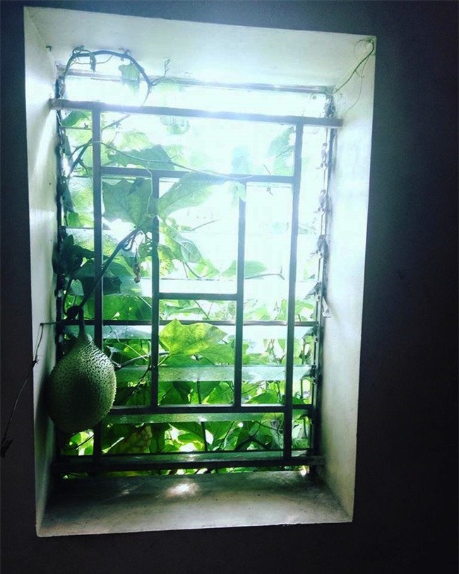 Cây nhà người ta nhưng quả ở nhà mình: Tình cảnh nhức nhối khiến bao người khổ tâm mùa hè này - Ảnh 8.