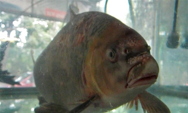 Thân cá màu xám tro, bụng màu vàng nhạt, có môi dưới rộng hình tam giác, với nhiều gai thịt tròn nổi.