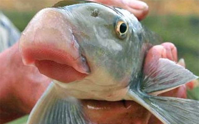 Cá Anh Vũ có giá bán khá cao trên thị trường. Ảnh minh họa