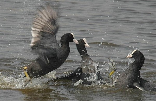Sâm cầm tự nhiên hiện nay rất hiếm, một số trang trại ở Hà Nội cũng đang nhân giống, nuôi thử nghiệm loại chim này.