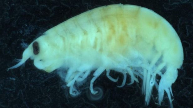 Xác định được loài sinh vật biển ăn thịt người bí ẩn tại Úc gây xôn xao cả thế giới - Ảnh 1.