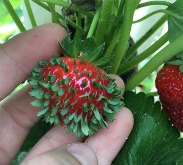 12 loai rau qua dot bien gen, chi nhin thoi cung khien ban "noi da ga" - 10