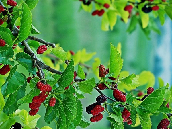 nhung loai cay khong nen trong truoc cua nha de tranh gap hoa - 1