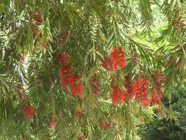 nhung loai cay khong nen trong truoc cua nha de tranh gap hoa - 2