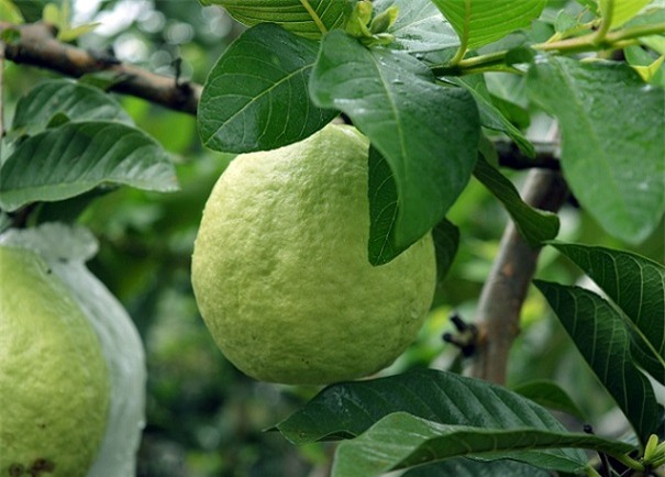 trung “khung” va vuon oi quanh nam cho trai ngot giua vung dat phen hinh anh 1