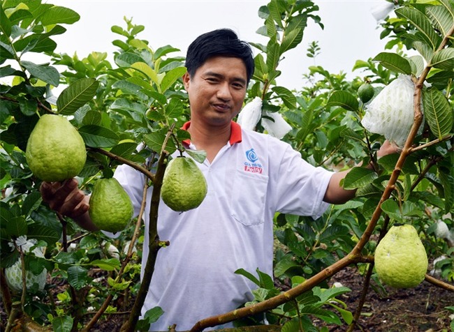 trung “khung” va vuon oi quanh nam cho trai ngot giua vung dat phen hinh anh 2