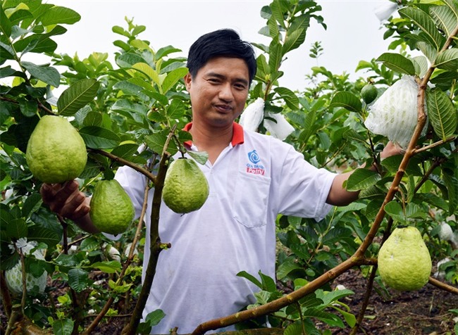 trung “khung” va vuon oi quanh nam cho trai ngot giua vung dat phen hinh anh 2