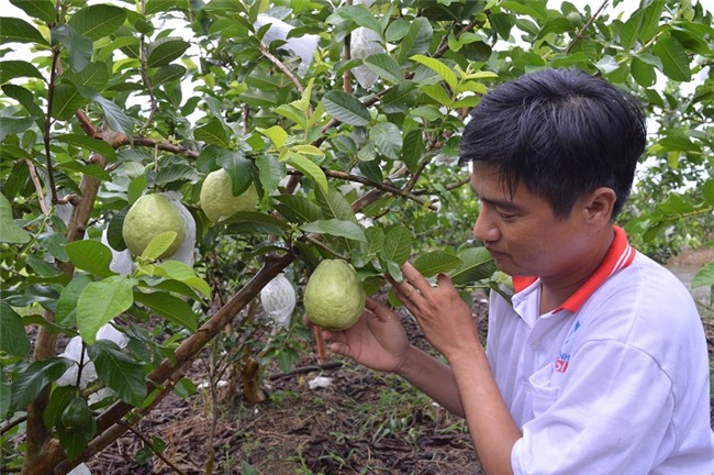 trung “khung” va vuon oi quanh nam cho trai ngot giua vung dat phen hinh anh 3