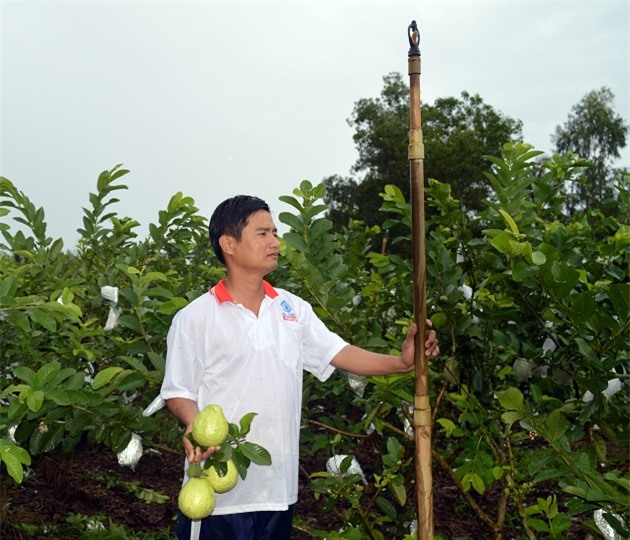 trung “khung” va vuon oi quanh nam cho trai ngot giua vung dat phen hinh anh 4