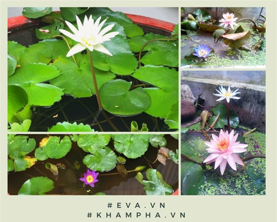 khu vuon 200 gio hoa ruc ro cua me hai duong khien khach den chi muon "o mai khong ve" - 1