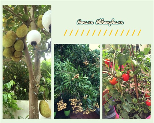 khu vuon 200 gio hoa ruc ro cua me hai duong khien khach den chi muon "o mai khong ve" - 16