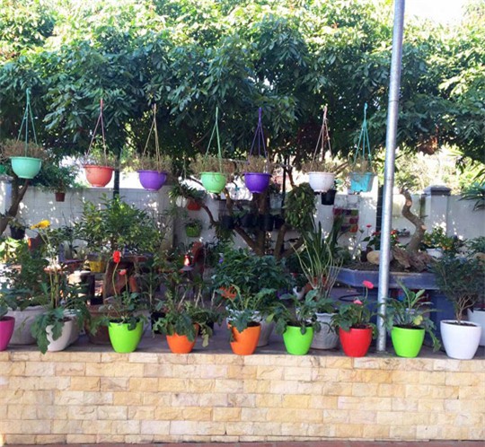 khu vuon 200 gio hoa ruc ro cua me hai duong khien khach den chi muon "o mai khong ve" - 6