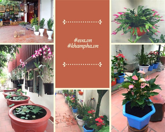 khu vuon 200 gio hoa ruc ro cua me hai duong khien khach den chi muon "o mai khong ve" - 8