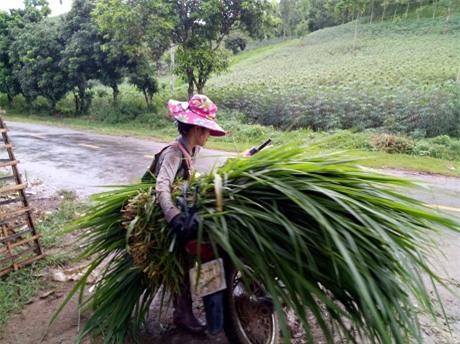 chi trong, ban co voi thoi, moi ngay toi co vai tram ngan dong hinh anh 5