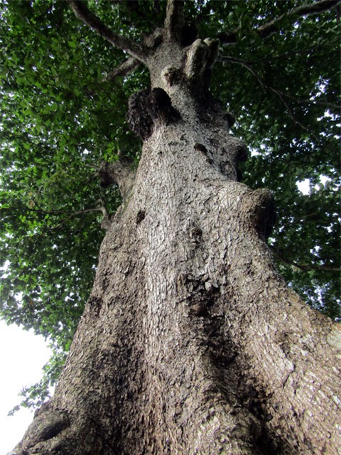 cây cổ thụ, gỗ quý