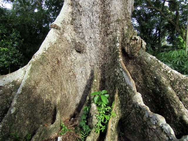 cây cổ thụ, gỗ quý