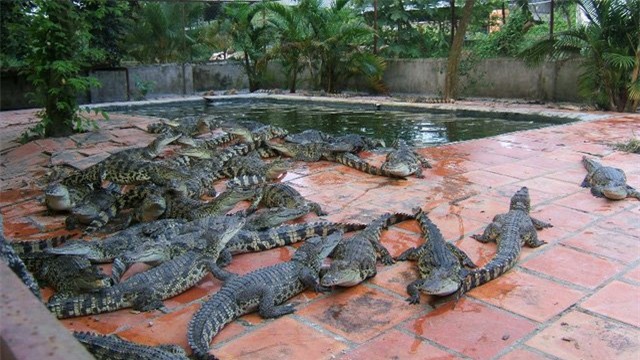 chơi ngông, đại gia Việt, nuôi thú dữ, lăng mộ, Dũng lò vôi, cây cảnh, dát vàng