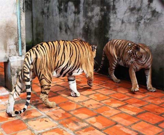 chơi ngông, đại gia Việt, nuôi thú dữ, lăng mộ, Dũng lò vôi, cây cảnh, dát vàng