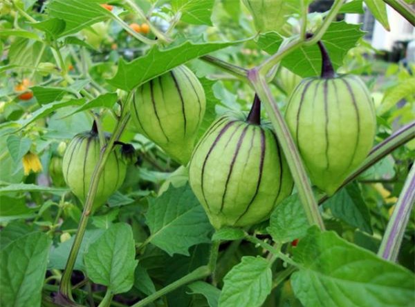 rau dại, quả dại, chanh leo, sam, tầm bóp, tía tô, rau rừng, bèo tây, nông sản Việt