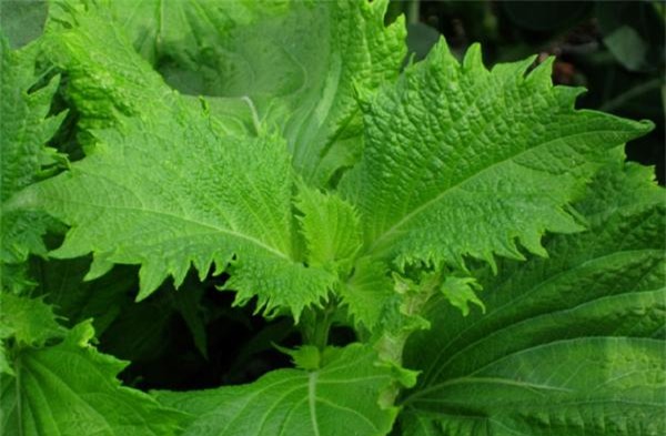 rau dại, quả dại, chanh leo, sam, tầm bóp, tía tô, rau rừng, bèo tây, nông sản Việt