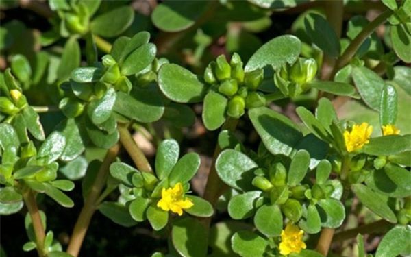 rau dại, quả dại, chanh leo, sam, tầm bóp, tía tô, rau rừng, bèo tây, nông sản Việt