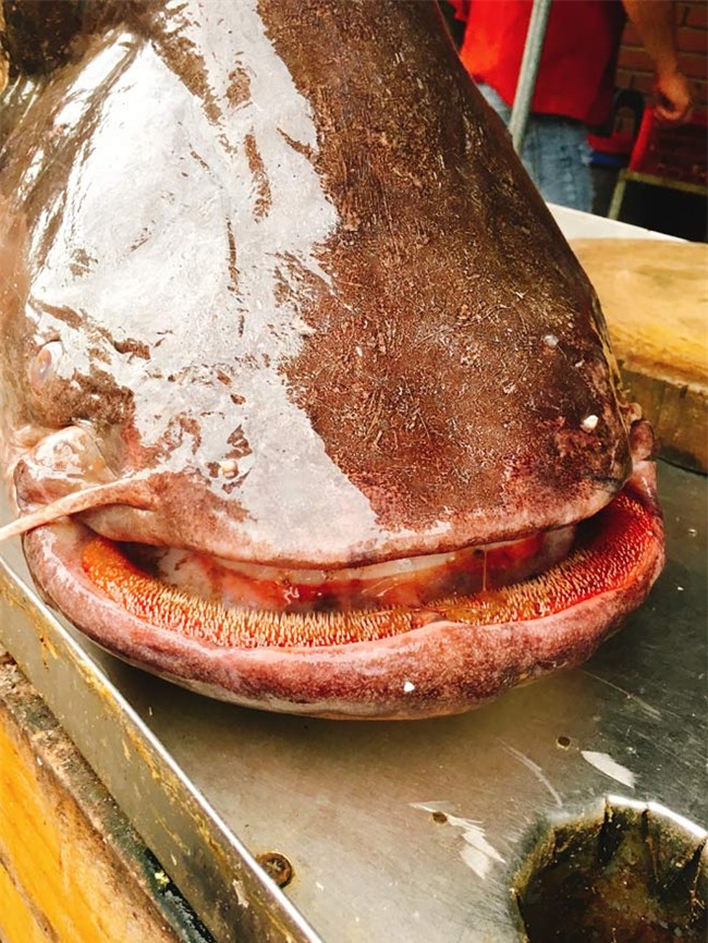 cá leo, cá khủng, thủy quái