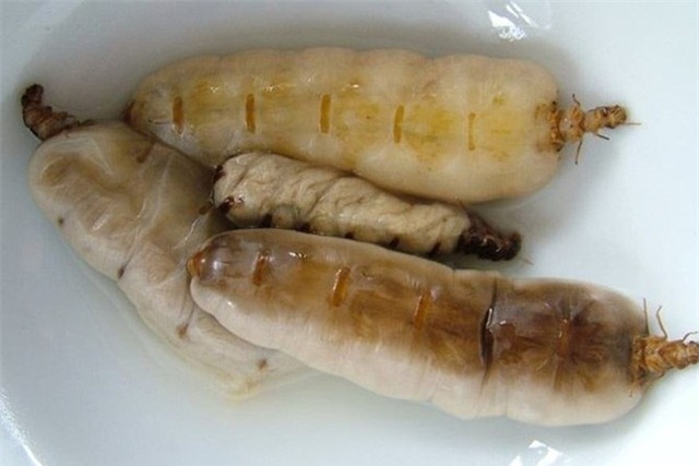 mối chúa, đặc sản, thần dược