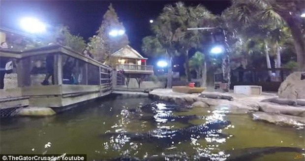 Clip: Bơi giữa đàn cá sấu hơn 20 con, người đàn ông khiến người xem run sợ - Ảnh 1.