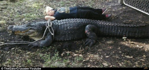 Clip: Bơi giữa đàn cá sấu hơn 20 con, người đàn ông khiến người xem run sợ - Ảnh 2.