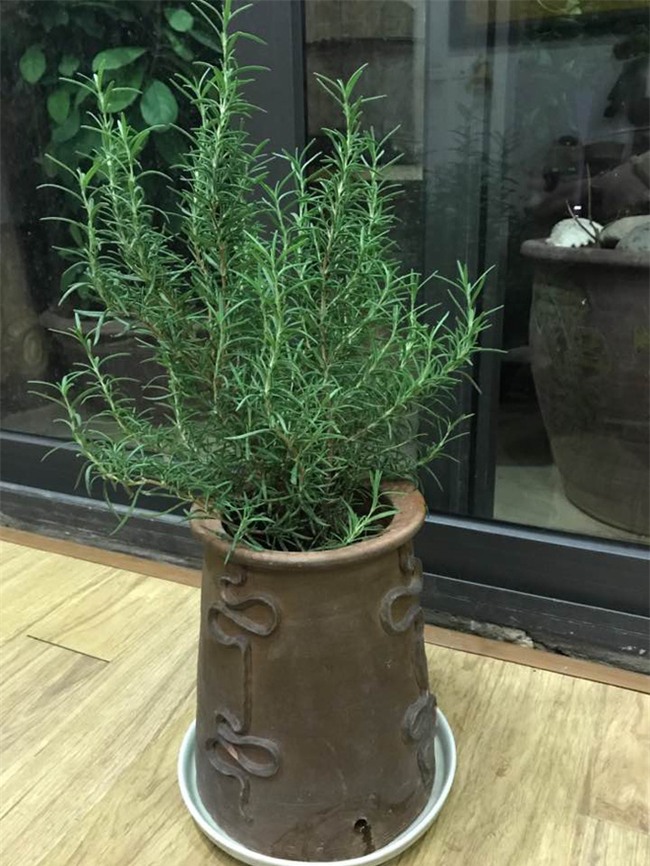 Đuổi muỗi phòng sốt xuất huyết bằng cây cỏ trong vườn nhà - Ảnh 1.