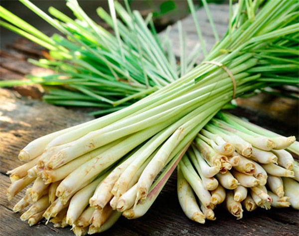 Đuổi muỗi phòng sốt xuất huyết bằng cây cỏ trong vườn nhà - Ảnh 2.