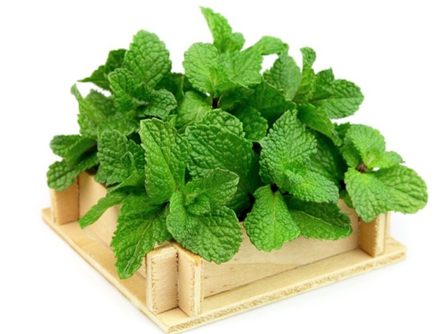 Đuổi muỗi phòng sốt xuất huyết bằng cây cỏ trong vườn nhà - Ảnh 3.