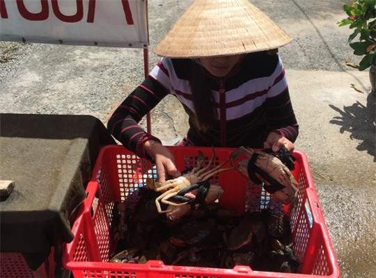 Sự thật về cua biển giá 50.000 đồng/kg - Ảnh 1.