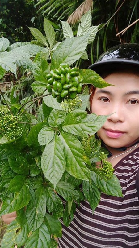Sâm Ngọc Linh, sâm Việt Nam, sâm quý, nhân sâm, sâm giả