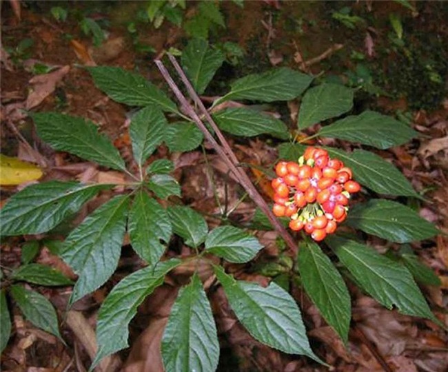 Sâm Ngọc Linh, sâm Việt Nam, sâm quý, nhân sâm, sâm giả