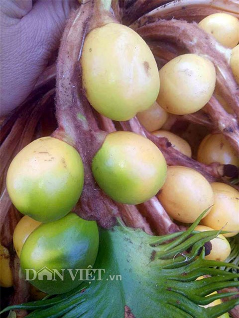 cây cảnh