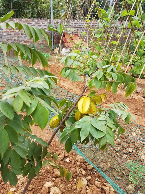 vuon rau sach muot mat trong can biet thu 2000m2 cua ca si viet hoan - 9