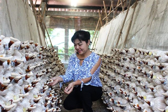 tỷ phú nông dân, về quê, nông dân, nuôi bò, rau sạch, trồng rau