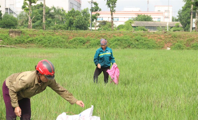 Sau một thời gian lắng xuống thì nay việc bắt, bán ốc bươu vàng đã trở lại. Trên những cánh đồng bỏ không dọc theo đại lộ Thăng Long đoạn chạy qua địa bàn huyện Hoài Đức, Quốc Oai (Hà Nội) có rất nhiều ốc bươu vàng. Cánh đồng hoang bất ngờ trở thành điểm thu hút rất nhiều phụ nữ hành nghề bắt ốc.