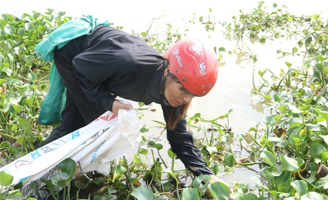 Những người phụ nữ làm nghề bắt ốc bươu vàng tại đây cho biết, thương lái thu mua ốc ở nơi khác đến. Họ thu mua sau đó vận chuyển đi đâu thì ngay cả những người đi bắt ốc cũng không biết rõ, chỉ nghe nói là làm thức ăn chăn nuôi.