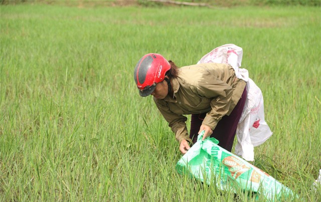 Ốc biêu vàng nhiều đến nỗi một ngày trung bình một người bắt được từ 70 đến cả tạ ốc. Với giá thị trường hiện nay khoảng 2000 nghìn/1kg, thì thu nhập người bắt ốc khoảng 150 nghìn đến trên 200 một ngày.