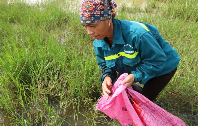 Chị Nguyễn Thị Thi đã hành nghề bắt ốc bươu vàng ngay từ những ngày đầu tiểu thương thu mua tại đây. Khu vực xã Cấn Thượng huyện Quốc Oai có hàng chục tiểu thương thu mua ốc bươu vàng. Khoảng một năm trước, họ ngưng không mua thì nay họ đã quay trở lại. Tôi cùng hàng chục phụ nữ trong xã lại theo nhau đi khắp các cánh đồng bỏ hoang ở Hà Nội để bắt ốc bươu vàng. Thu nhập à? Cũng tạm ổn, chị Thi cho biết.