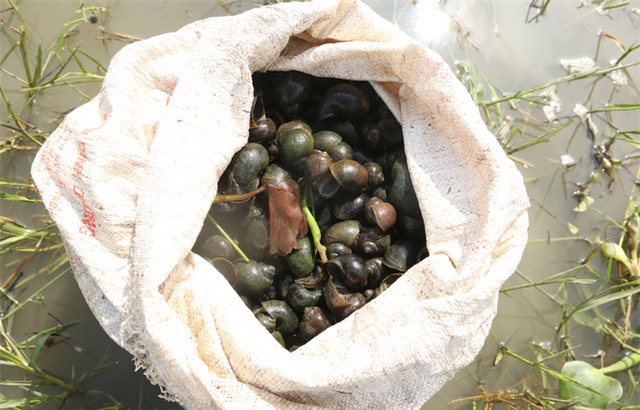 Mất khoảng 2 tiếng đồng hồ ngụp lặn trong cánh đồng lầy lội, chị Thi đã bắt được nửa bao tải ốc bươu vàng. Từ ốc to, ốc nhỏ đều được cho hết vào bao tải. Sau khi mang về nhà, người dân sẽ chọn những con to để sơ chế, lọc để lấy nguyên phần lưỡi bán cho tiểu thương với giá 12 nghìn/1kg. Còn lại ốc con thì cân cả vỏ với giá khoảng 2 nghìn/1kg.