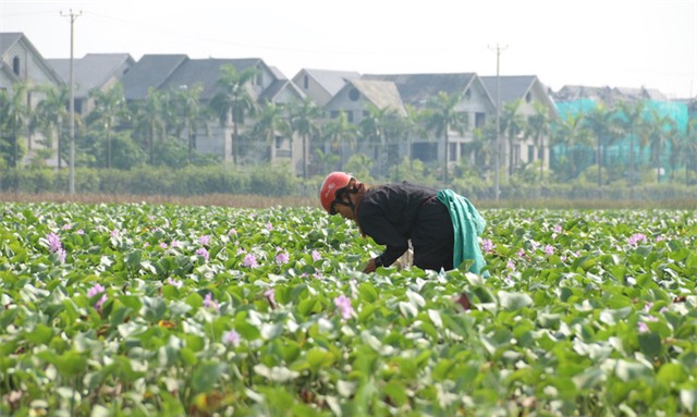Một phụ nữ đang miệt mài bới móc bèo tây để bắt ốc bươu vàng. Những ngày qua Hà Nội có mưa liên tục, cũng là điều kiện thuận lợi cho ốc bươu vàng sinh sôi.