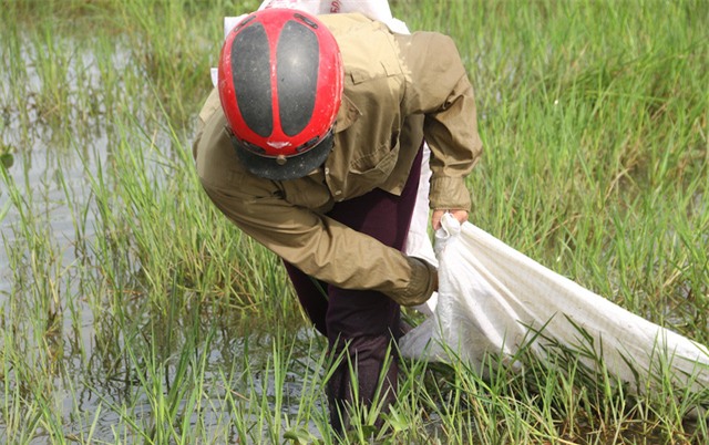 Mỗi người đi bắt ốc bươu vàng thường mang theo từ 2 đến 3 bao tải để đựng ốc. Việc chia nhỏ ra nhiều bao sẽ thuận lợi cho việc vận chuyển từ nơi bắt về nhà.